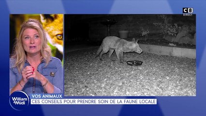 Vos animaux : Ces conseils pour prendre soin de la faune locale