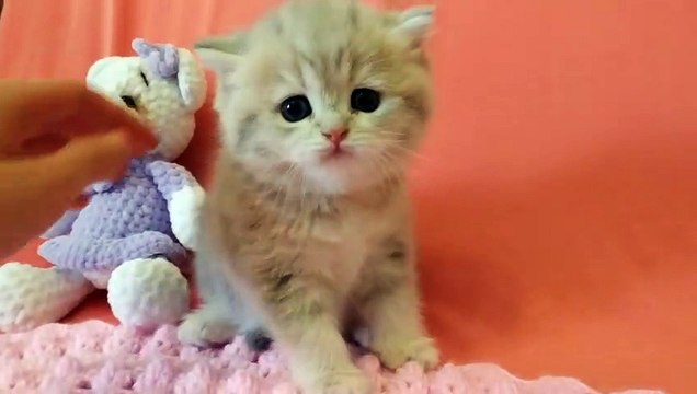 Sweet Flaffy British Shorthair kitty ❤️ Very cute kitten 1 months old