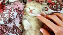 Sweet Little Paws _ British Shorthair kittens _ Aww