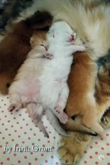 Sweet Kittens And Their Funny Paws