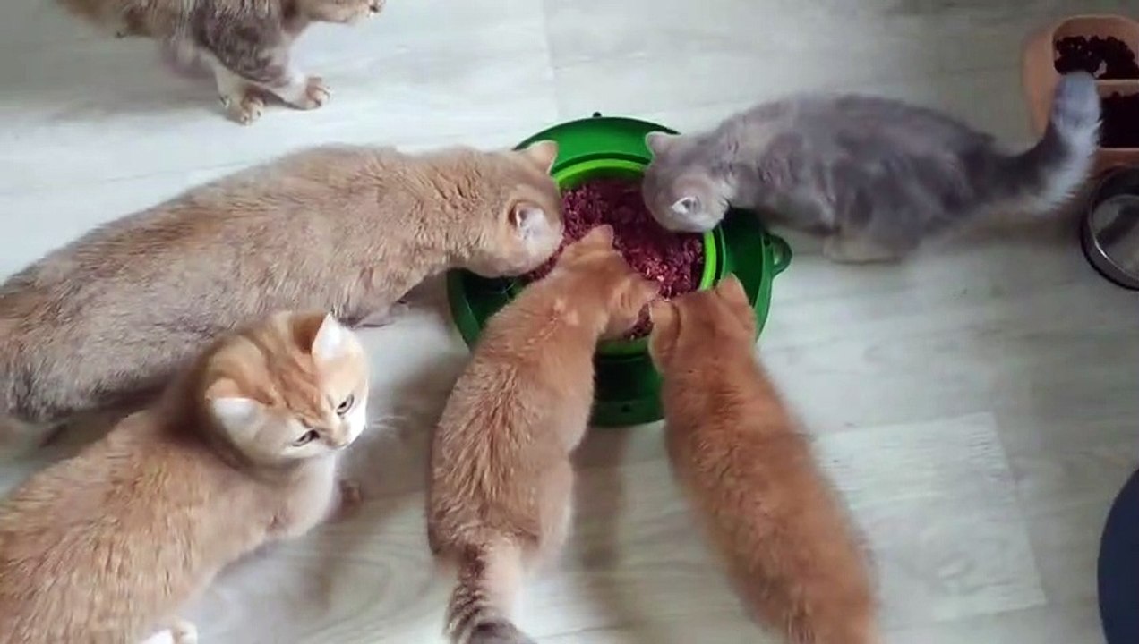 Tasty Dinner . British Shorthair kittens _ Kittens meows