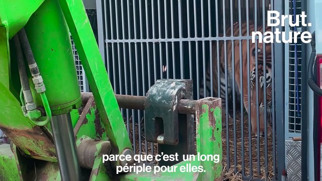 Ce refuge français sauve deux jeunes tigresses de la guerre en Ukraine