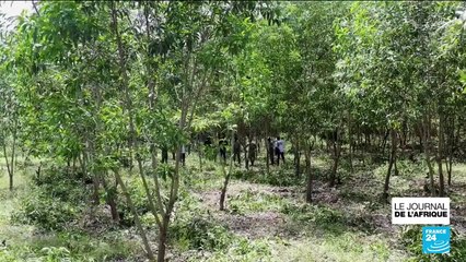 Au Bénin, un ménage sur quatre utilise le bois comme source d’énergie