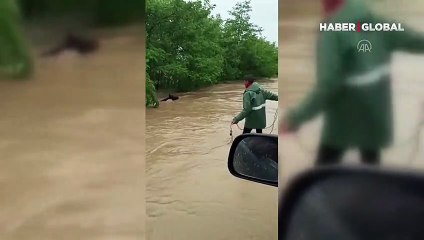 Samsun'da kaydedildi... Sele kapılan tayı kurtarmaya çalışan anne at kamerada