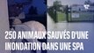 250 animaux ont été pris au piège dans une inondation après un orage violent à la SPA de Lyon