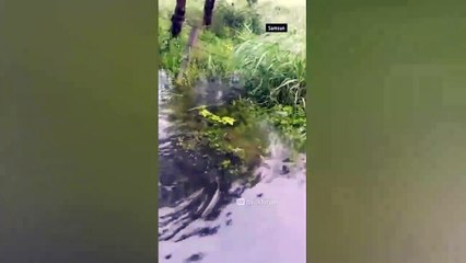 Sel felaketinde akılalmaz görüntüler! Sokakları balıklar bastı