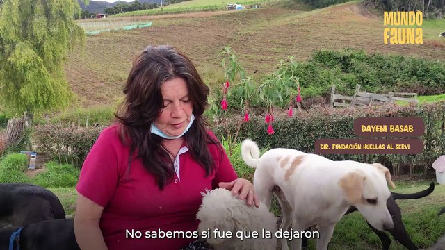 Amor, la perrita sin movilidad en sus patitas que encontró la felicidad