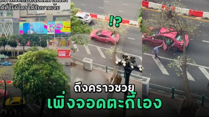 แท็กซี่ดวงซวย เพิ่งมาจอดติดไฟแดง ต้นไม้โค่นทับเต็ม ๆ ผดส. เกือบขิต