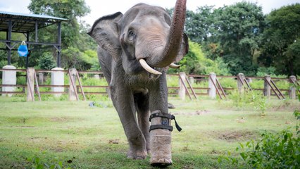 Rescued ELEPHANT fitted with a prosthetic foot!