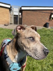 Abandoned Edinburgh pup looking for forever home