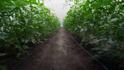 Horticulture Therapy Could Help Fight Depression
