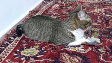 Cat Relaxes on the Carpet