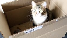 Cute cat Plays in a Box (2)