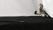 Cat Hides Behind Curtain