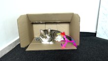 Cute Tabby Cat Sits in a Box