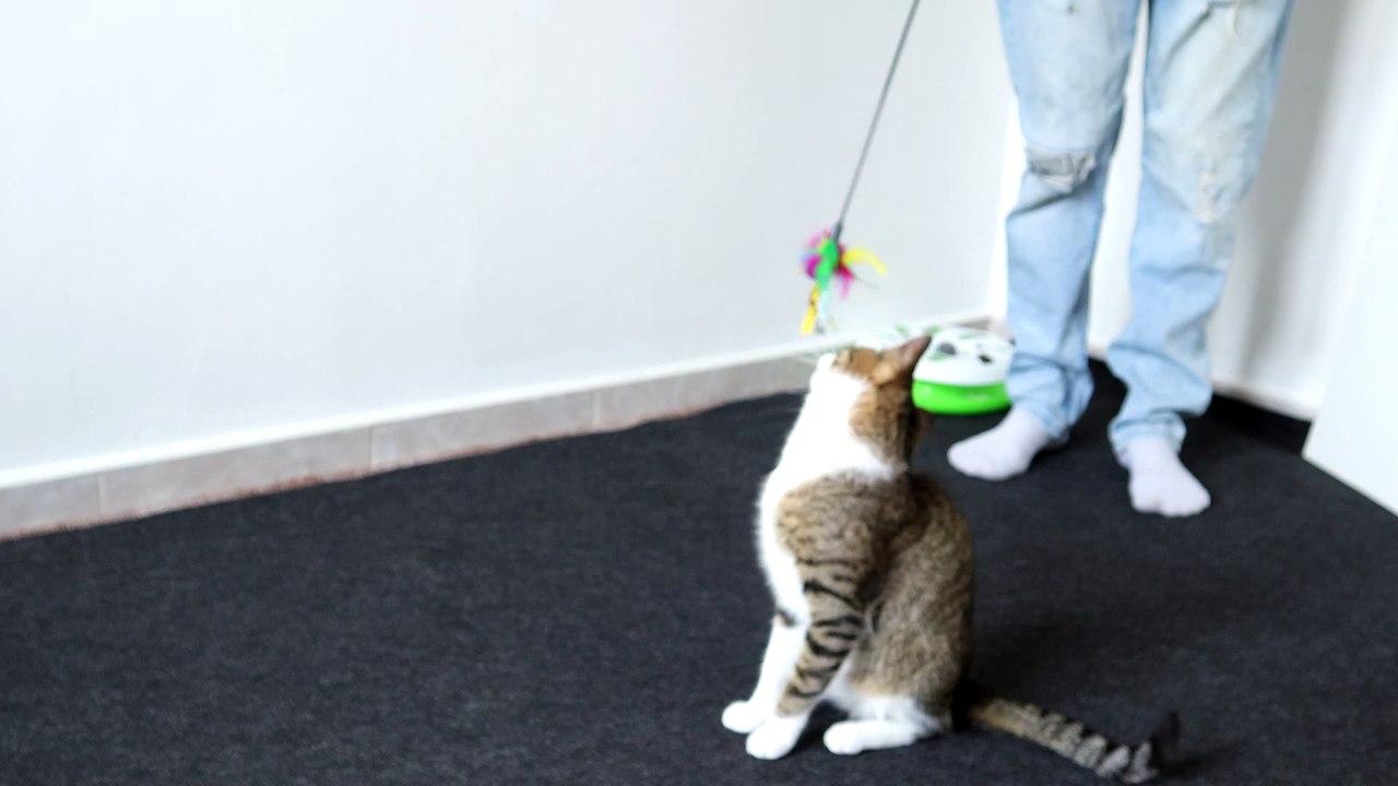 Funny Cat Plays with Toy (1)