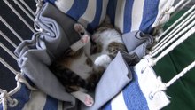 Funny cat Sleeps Upside Down in a Swing Chair (1)