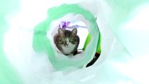 When I Was in Clinical Death I Saw a Cat in the Light Tunnel