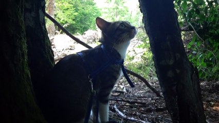 Travelling Cat Has Stepped into Fir Tree Resin