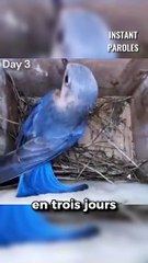 Le cycle d’un oiseau bleu en 45 jours