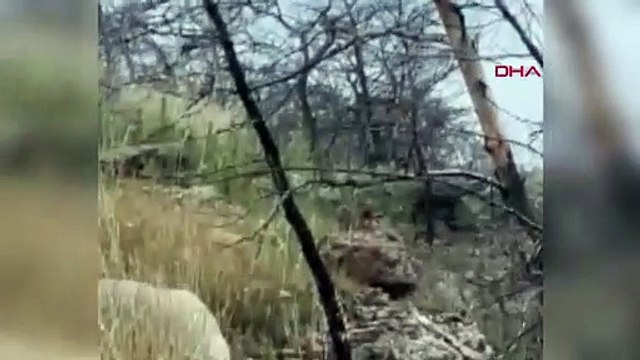 Un renard est entré dans le véhicule du jeune homme qui partait en pique-nique avec ses amis.