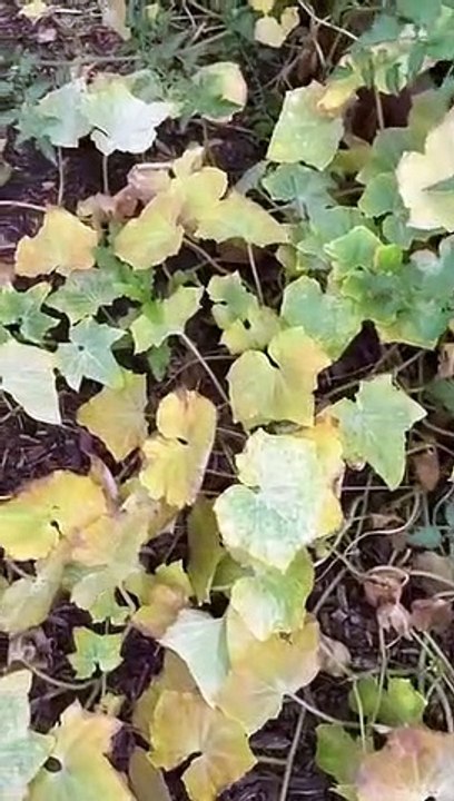 Chaos Gardening- Final Cucumber Harvest!