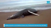 Hallan muerta a una ballena franca en el balneario bonaerense de Reta