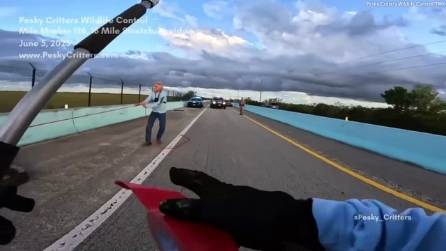 Moment huge alligator is captured walking across a busy highway - causing traffic to jam on both lanes