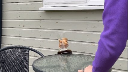 Man trying to enjoy his morning coffee encounters an unexpected mishap