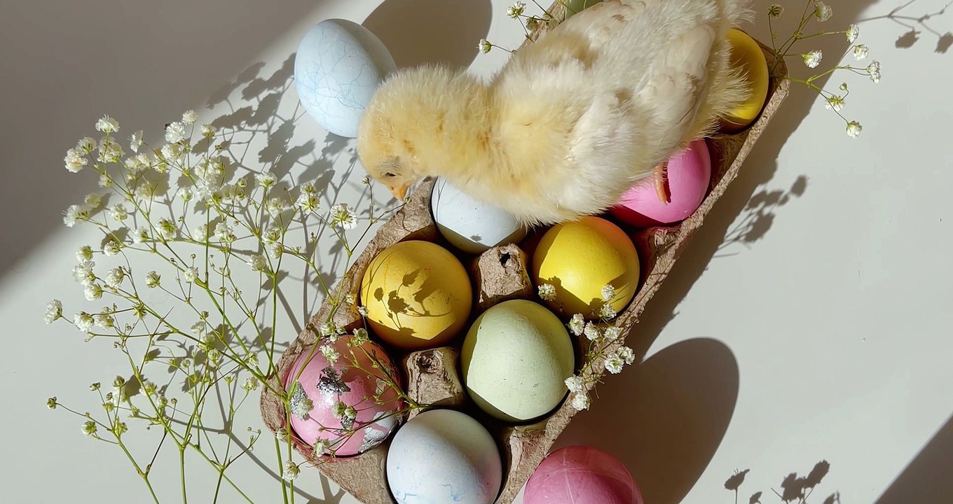 The Egg and Chicken Debate: Which Came First?