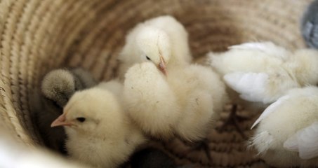 The Science Behind Chicken Behavior: What Your Flock is Trying to Tell You