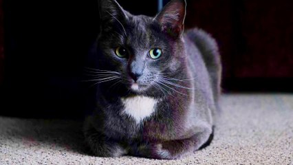 The Secret Life of Cats: Uncovering Their Mysterious Behaviors