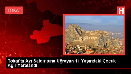 Tokat'ta Ayı Saldırısına Uğrayan 11 Yaşındaki Çocuk Ağır Yaralandı