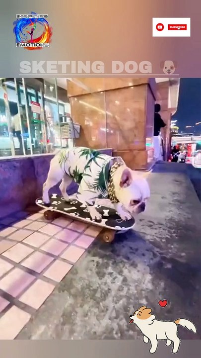 Cute dog skating video | Puppy skateboarding shorts video | Amazing Videos  @inspiresemotions #inspiresemotions #dog #puppy #doglover #doglove #puppylovehuman #cutepet #nature