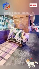 Cute dog skating video | Puppy skateboarding shorts video | Amazing Videos  @inspiresemotions #inspiresemotions #dog #puppy #doglover #doglove #puppylovehuman #cutepet #nature