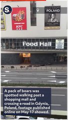 Pack of Boars Walk Along Street in 'Plagued' Polish City
