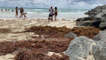 Alertan por bacteria “come carne” en playas de Miami provocada por la acumulación de sargazo