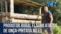 Produtor rural flagra ataque de onça-pintada no interior do ES