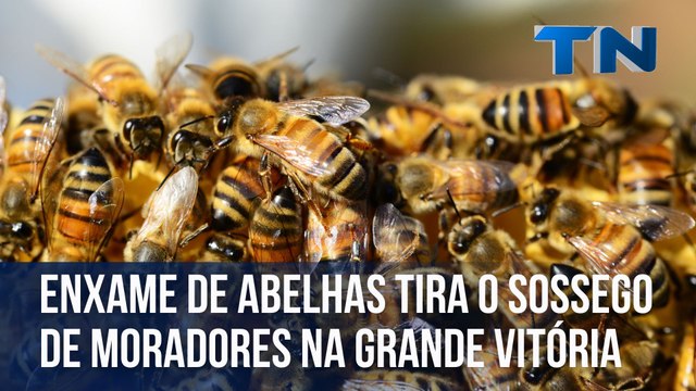 Enxame de abelhas tira o sossego de moradores na Grande Vitória