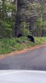 Maman ourse et ses oursons repérés sur la route