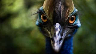 10 Birds That Attack Humans