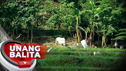 Baka, namatay matapos tamaan umano ng kidlat | UB