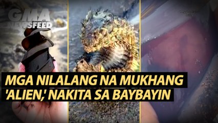 Mga nilalang na mukhang 'alien,' nakita sa baybayin | GMA News Feed
