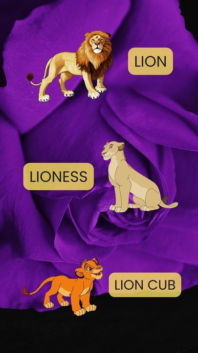 LION (DO YOU KNOW ???)