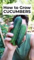 Grow WAY More Cucumbers with these Tips! #howtogrowcucumbers #cucumbertips #growingcucumbers