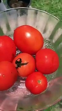 Grow your vegetable garden at home ! #plants #tomatogarden # #garden #gardening