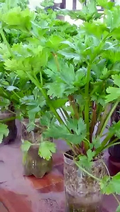 Growing Celery is very simple with just a few small plastic bottles