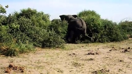 Elephant Fight - Elephant vs Elephant, watch and enjoy.