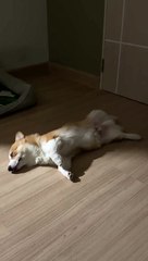 Sleeping Corgi Has Floppy Paws