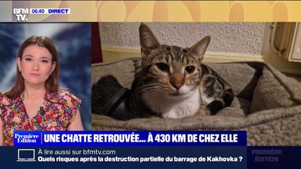 Une chatte retrouvée à 430km de chez elle grâce à sa puce électronique